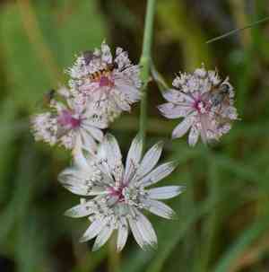 Greater masterwort(Astrantia major)