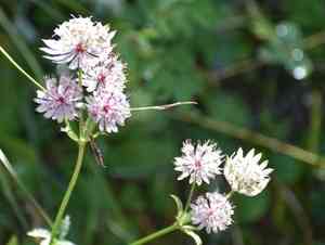 Greater masterwort(Astrantia major)