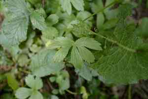 Greater masterwort(Astrantia major)