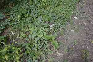 Greater masterwort(Astrantia major)