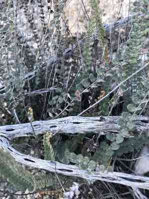 Hybrid cloakfern(Astrolepis integerrima)