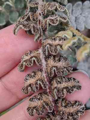 Hybrid cloakfern(Astrolepis integerrima)