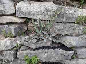 Hybrid cloakfern(Astrolepis integerrima)