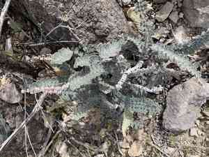 Hybrid cloakfern(Astrolepis integerrima)