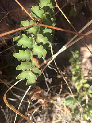 Wavy scaly cloakfern(Astrolepis sinuata)