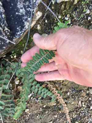 Wavy scaly cloakfern(Astrolepis sinuata)