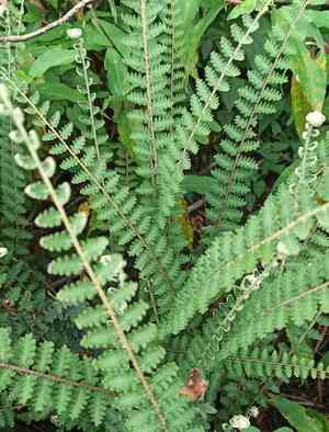 Wavy scaly cloakfern(Astrolepis sinuata)