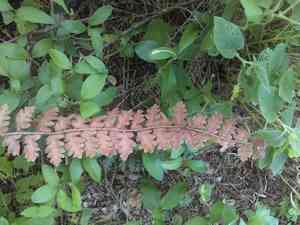 Wavy scaly cloakfern(Astrolepis sinuata)