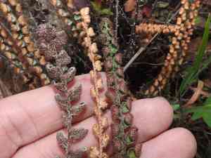 Windham's scaly cloakfern(Astrolepis windhamii)
