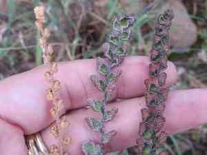 Windham's scaly cloakfern(Astrolepis windhamii)