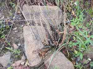 Windham's scaly cloakfern(Astrolepis windhamii)