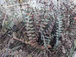 Windham's scaly cloakfern(Astrolepis windhamii)