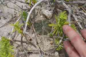 Sand dollar cactus(Astrophytum asterias)