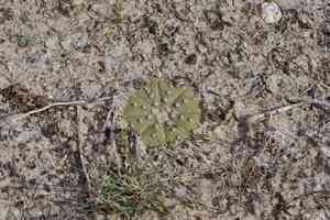 Sand dollar cactus(Astrophytum asterias)
