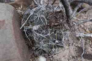 Goat's horn(Astrophytum capricorne)