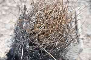 Goat's horn(Astrophytum capricorne)