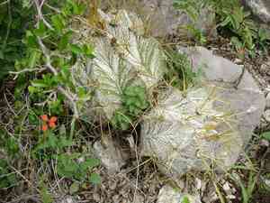 Monk's hood cactus(Astrophytum ornatum)