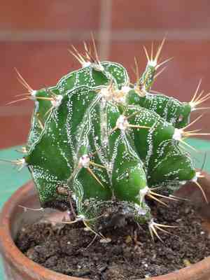 Monk's hood cactus(Astrophytum ornatum)
