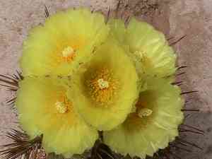 Monk's hood cactus(Astrophytum ornatum)