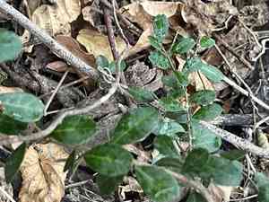 Chinese box orange(Atalantia buxifolia)