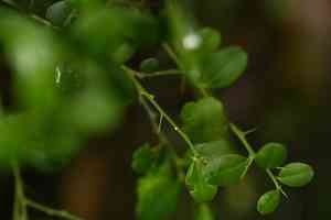 Chinese box orange(Atalantia buxifolia)