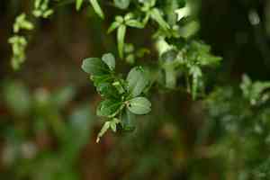 Chinese box orange(Atalantia buxifolia)