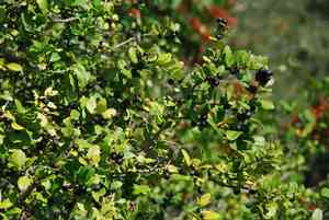 Chinese box orange(Atalantia buxifolia)