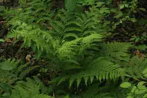 Glandular ladyfern(Athyrium brevifrons)