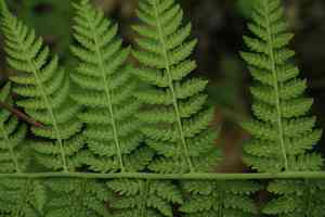 Glandular ladyfern(Athyrium brevifrons)