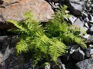Alpine lady fern(Athyrium distentifolium)