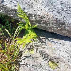 Alpine lady fern(Athyrium distentifolium)