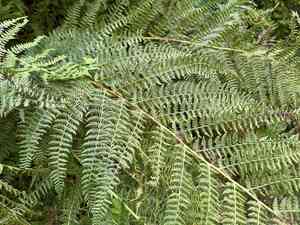 Alpine lady fern(Athyrium distentifolium)