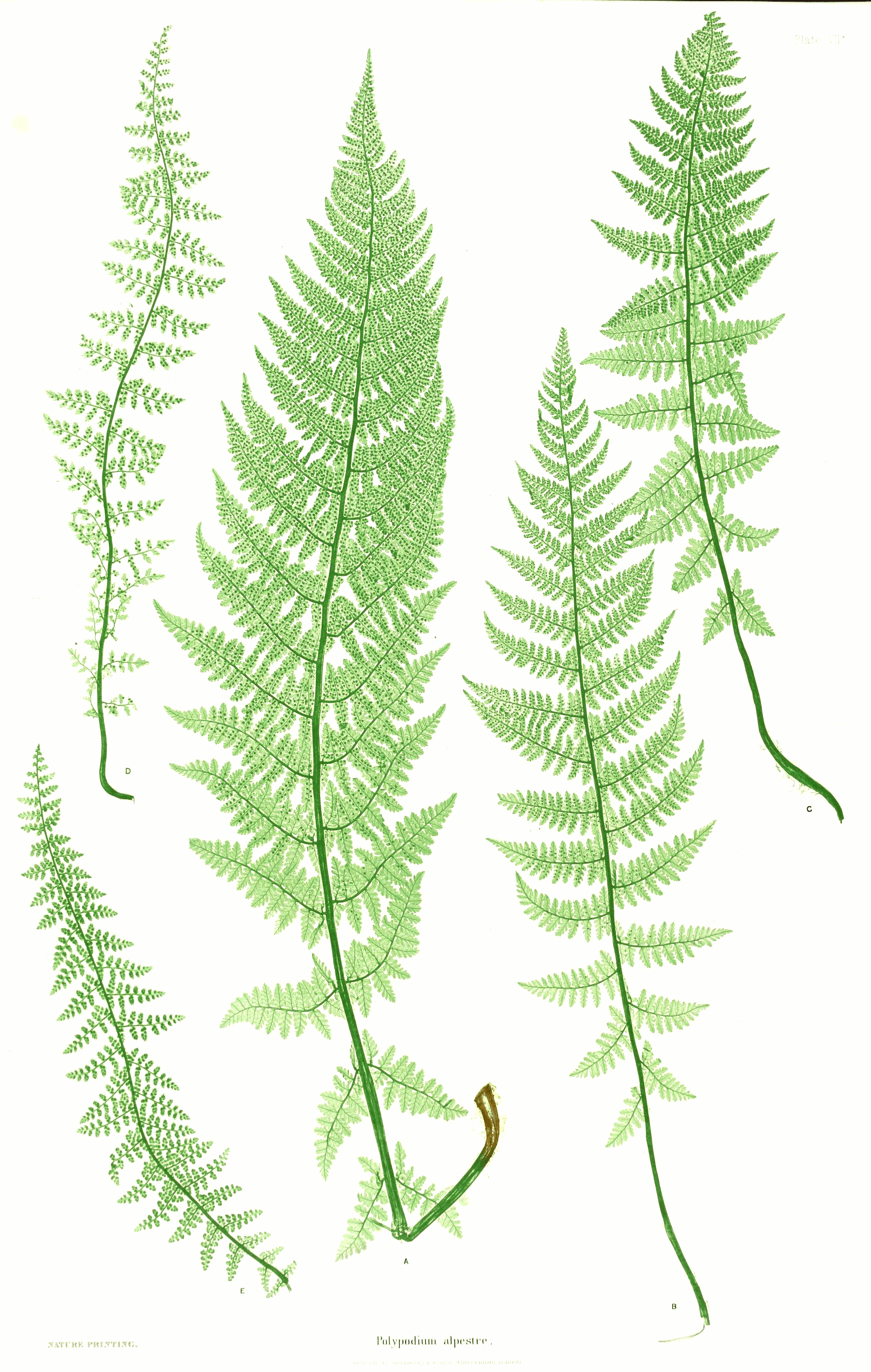 Alpine Fern Alpine lady fern (Athyrium distentifolium) Care Guide: Pests, Diseases ...
