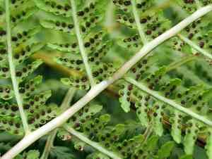 Alpine lady fern(Athyrium distentifolium)
