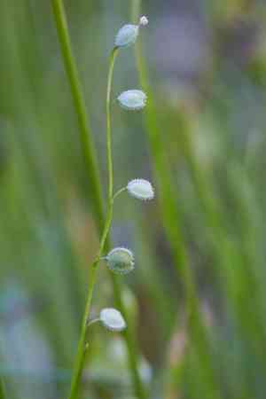 Common sandweed(Athysanus pusillus)