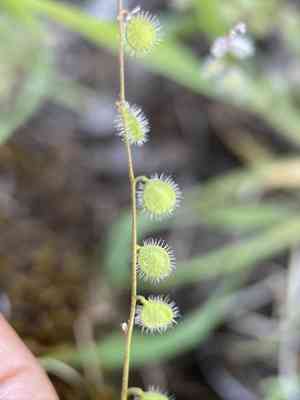 Common sandweed(Athysanus pusillus)
