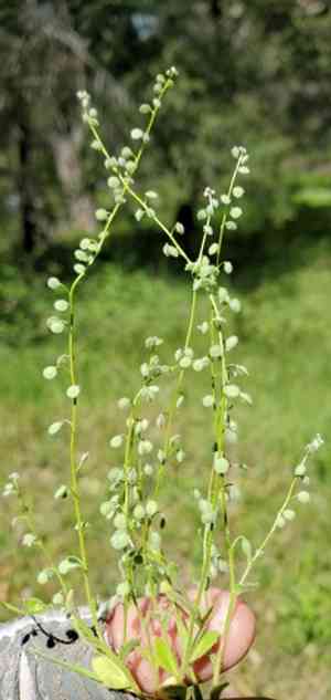 Common sandweed(Athysanus pusillus)