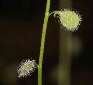 Common sandweed(Athysanus pusillus)