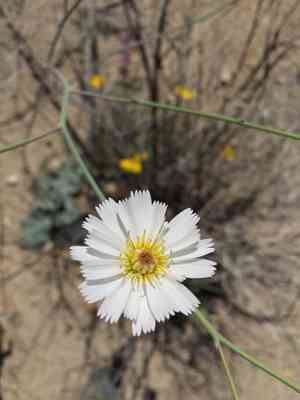 Parachute plant(Atrichoseris platyphylla)