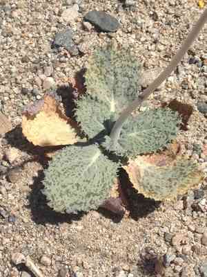 Parachute plant(Atrichoseris platyphylla)