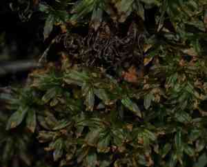 Atrichum moss(Atrichum crispum)