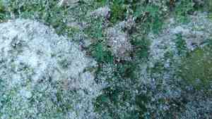 Atrichum moss(Atrichum crispum)