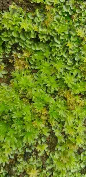 Atrichum moss(Atrichum crispum)