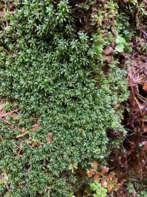 Selwyn's atrichum moss(Atrichum selwynii)