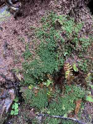 Selwyn's atrichum moss(Atrichum selwynii)