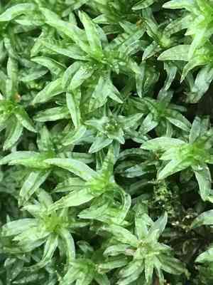 Selwyn's atrichum moss(Atrichum selwynii)