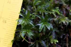Selwyn's atrichum moss(Atrichum selwynii)