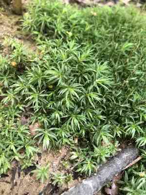 Wavy-leaved thread moss(Atrichum undulatum)