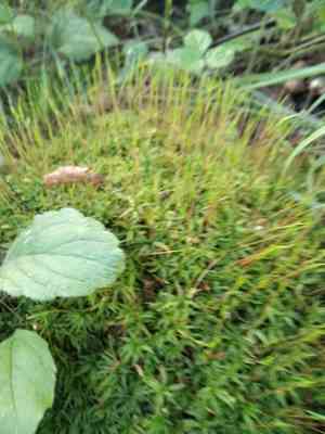 Wavy-leaved thread moss(Atrichum undulatum)