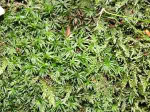 Wavy-leaved thread moss(Atrichum undulatum)